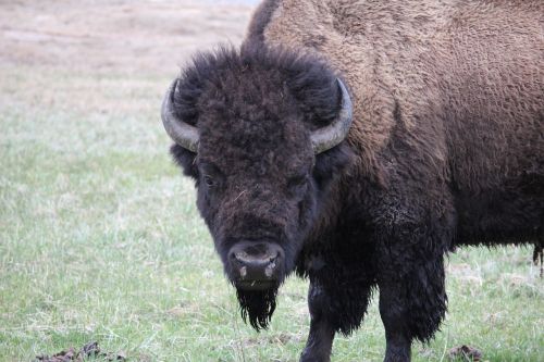 animals bison spring