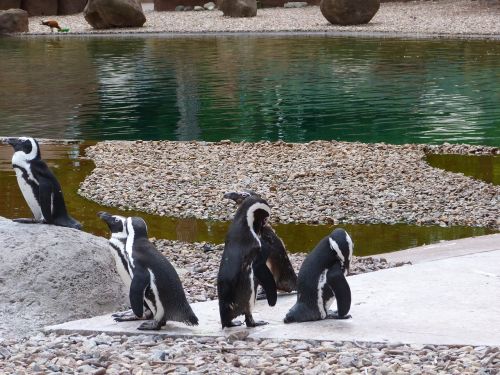 animals zoo penguins