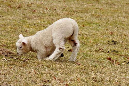 animals lamb outdoor life