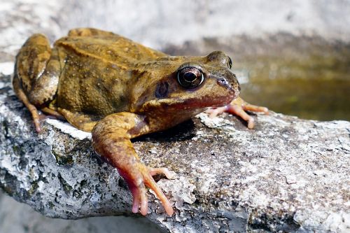 animals frogs amphibian