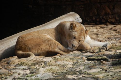 animals tigress zoo