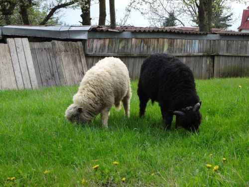 animals sheep rumination