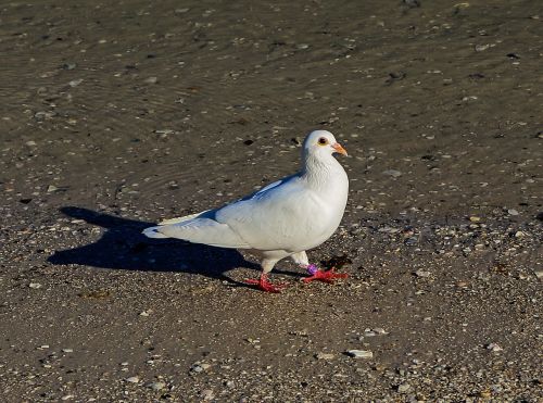 paloma birds animals