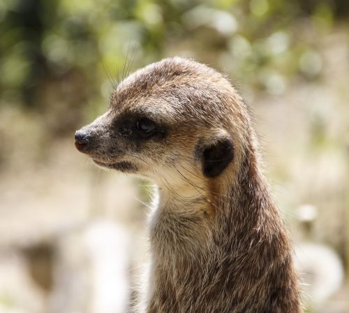 animals meerkat zoo