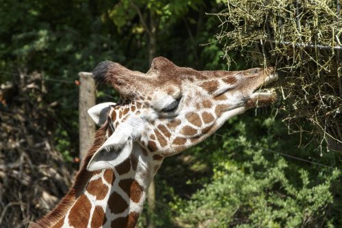 animals giraffe zoo