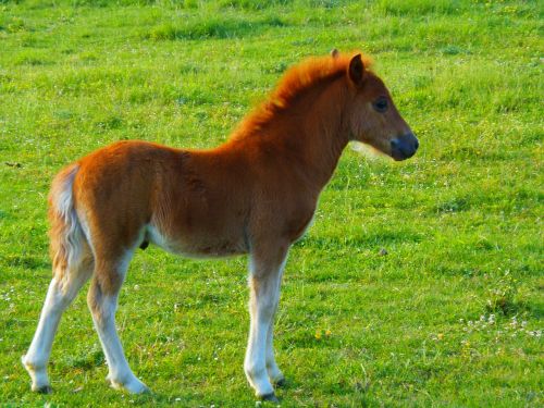 animals foal nature