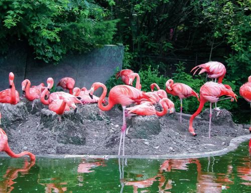 animals flamingos zoo