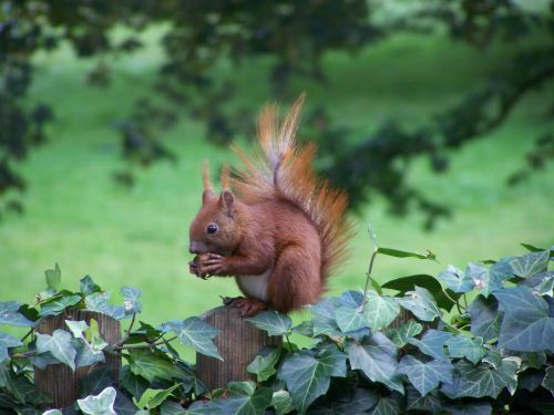 animals nature squirrel