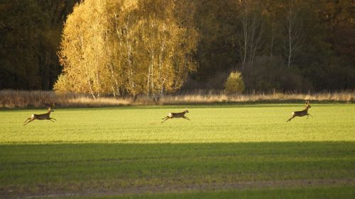 animals running nature