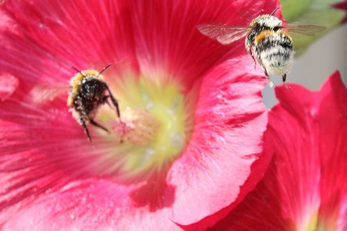 animals insect pollen