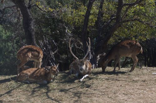 animals zoo nature