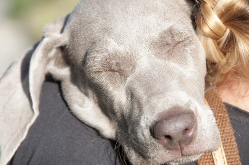 animals dog a friend of man