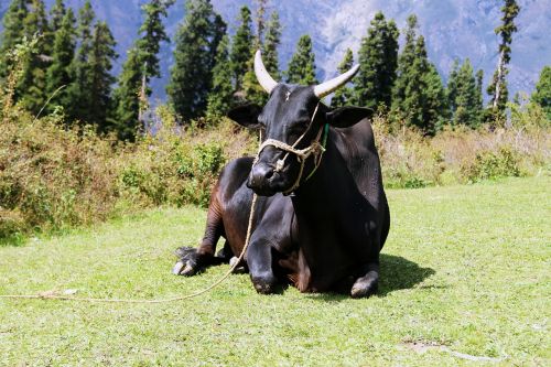 animals cow black cow
