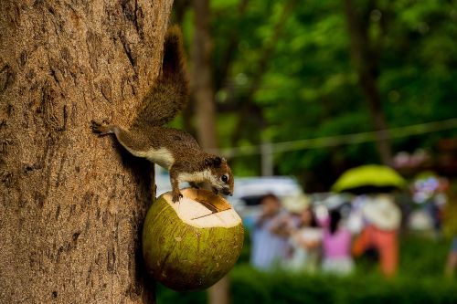 animals squirrel holding a coconut