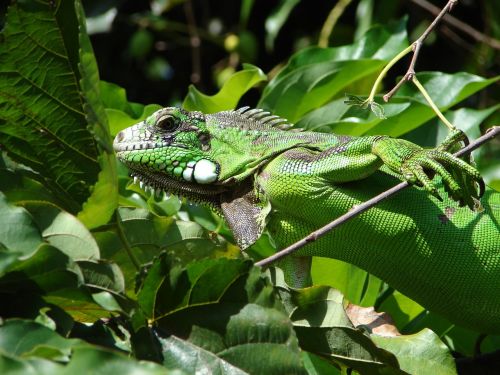 animals iguana green