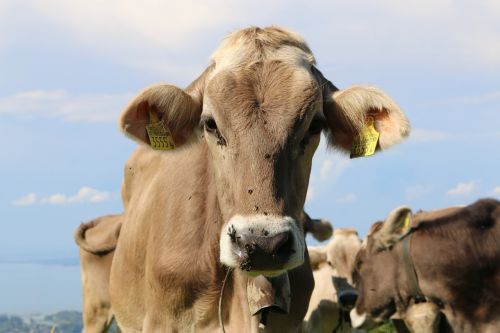 animals cows agriculture