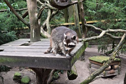animals raccoon outdoor enclosures
