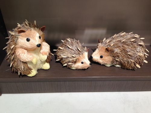 animals hedgehogs land animals