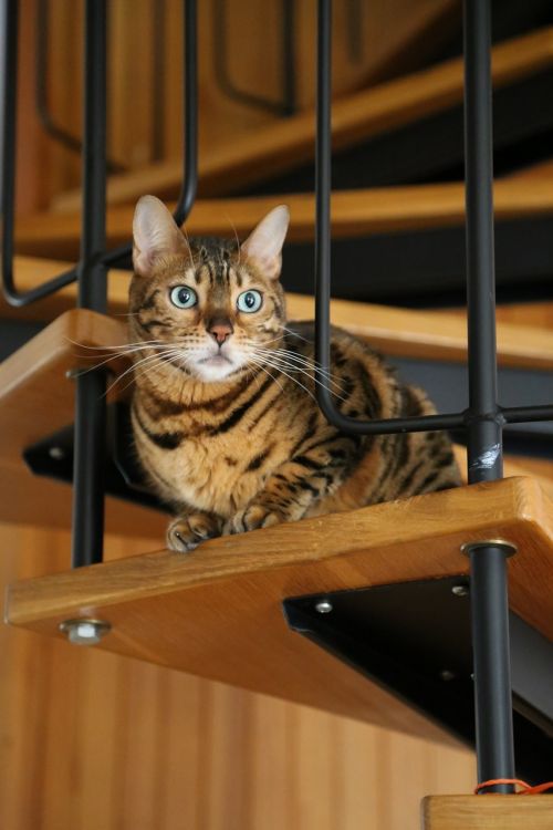 animals cat staircase
