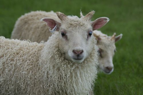 animals sheep lambs