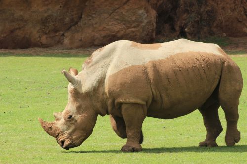 animals rhino zoo