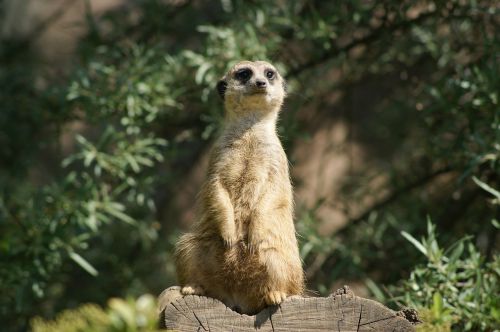 animals meerkat africa
