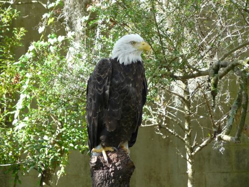 animals adler raptor