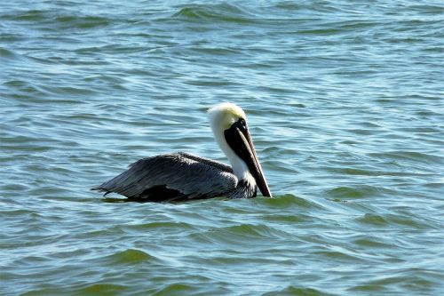 animals pelikan water bird