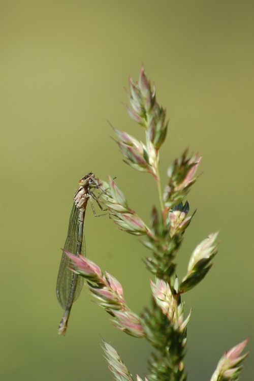 animals dragonfly nature