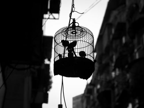 animals birds cage