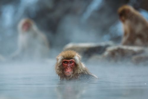 animals macaque macro