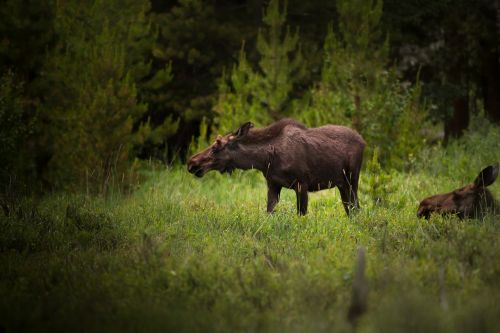 animals bull daylight