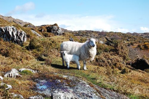 animals nature sheep