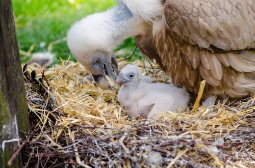 animals avian bird nest