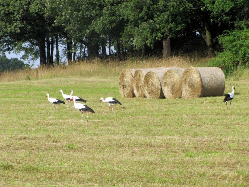 animals storks birds