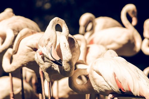 animals birds flamingos