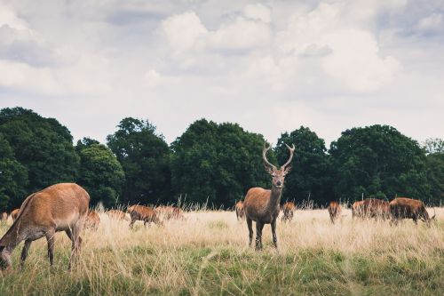 animals antlers countryside