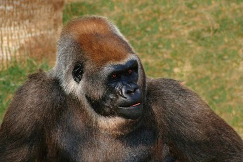 animals gorilla apes