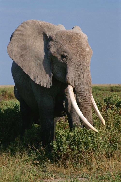 animals elephant africa