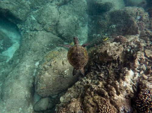 animals coral fishes