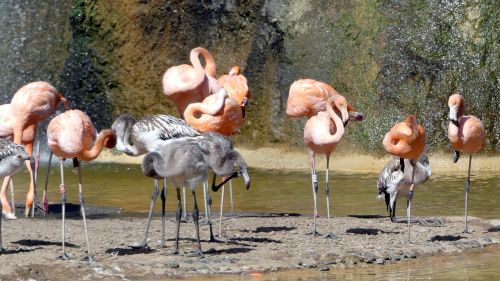 animals zoo flamingo