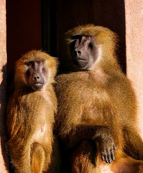 animals ape barbary ape