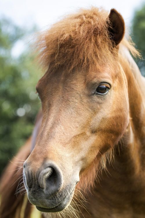 animals nature horse