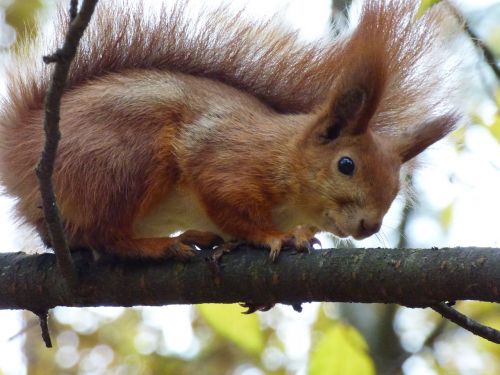 animals forest nature