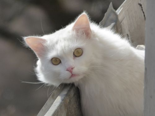 animals fluffy cat white cat