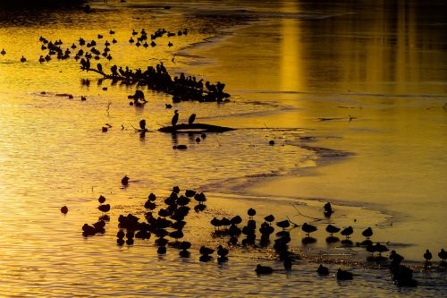 animals ducks geese