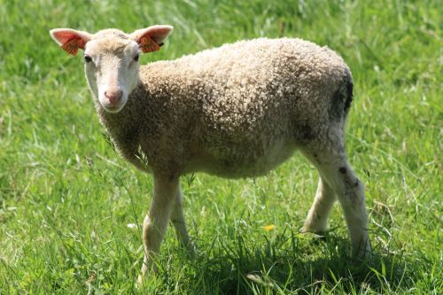 animals lamb nature