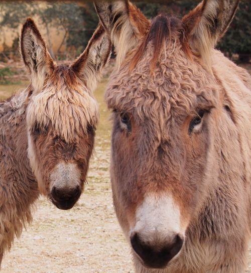 animals donkey portrait