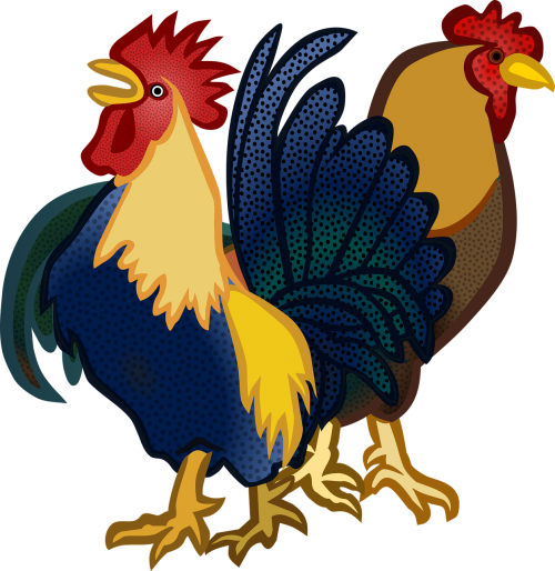 animals chickens cock