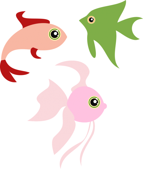 animals fish fishes